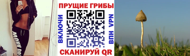 Псилоцибиновые грибы GOLDEN TEACHER  дарнет шоп  Бобров 